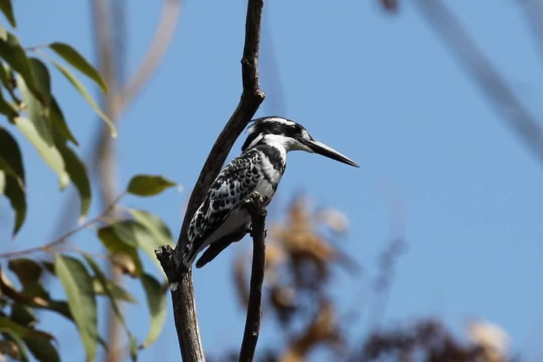 Fish Eagle Manor Bed and Breakfast East London Exteriör bild